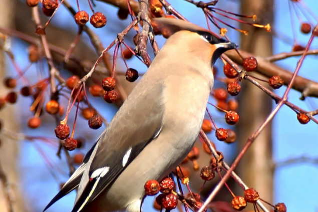 В нацпарк «Шушенский бор» рекордно рано прилетели на зимовку свиристели