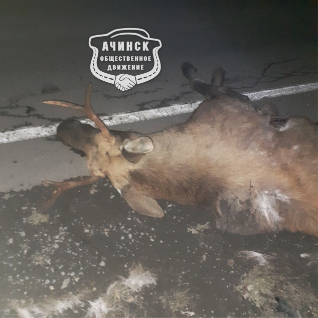 Олень спровоцировал смертельную аварию на трассе. Выжил только ребенок