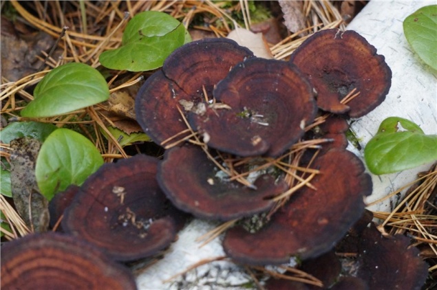 В красноярском нацпарке выросли похожие на цветы грибы