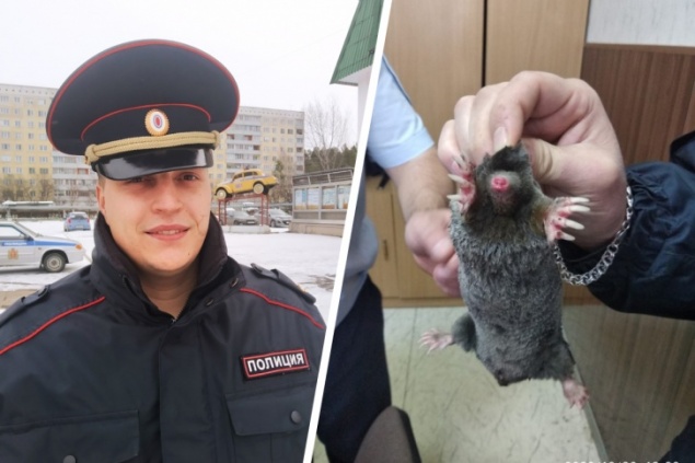 Сотрудник ГИБДД спас крота, атакованного стаей ворон