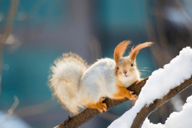 Странный мужчина похищает белок в городском парке Железногорска