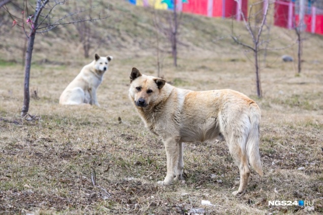 Половина укусов с бешенством приходится на домашних животных