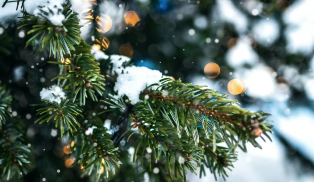 За незаконную рубку елок к Новому году грозит до 2 лет тюрьмы и крупный штраф