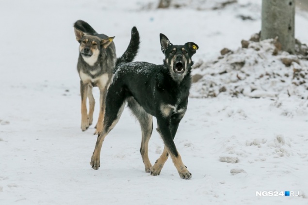 «Она лежала и не двигалась»: медсестра отбила 9-летнюю девочку от стаи собак