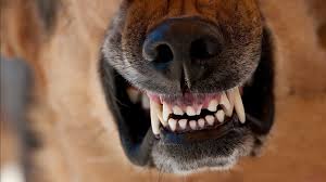 В Ачинске нашли бешенство и могут ввести карантин