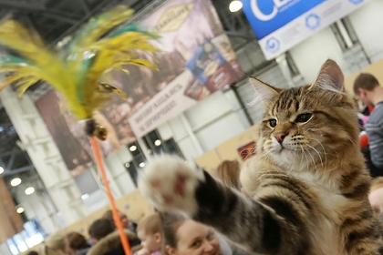 Ученые объяснили любовь кошек к кошачьей мяте