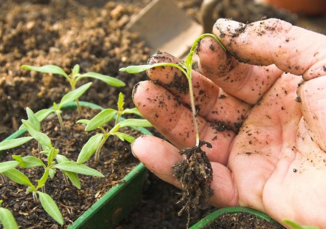 Осталось всего несколько дней, чтобы посадить рассаду