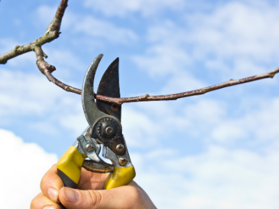 В конце марта в Ачинске начнётся весенняя обрезка деревьев