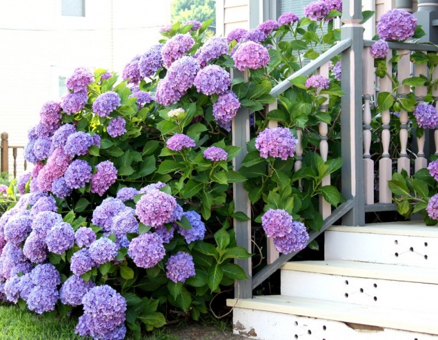 Что посадить рядом с гортензией: 6 лучших идей для потрясающего ландшафта