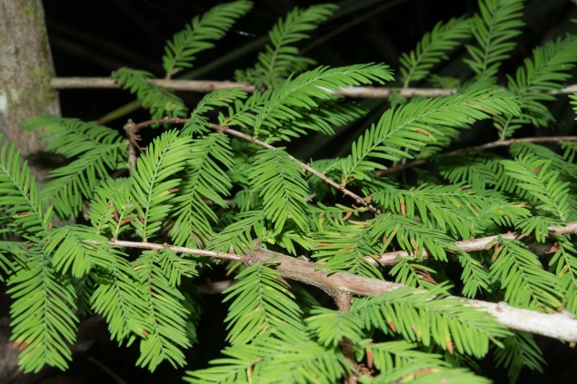 7 быстрорастущих деревьев для вашего участка