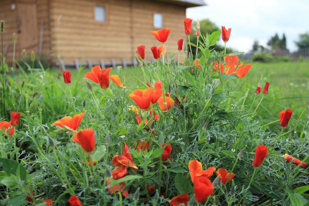 Что нельзя сажать на участке: 12 растений, запрещенных законом