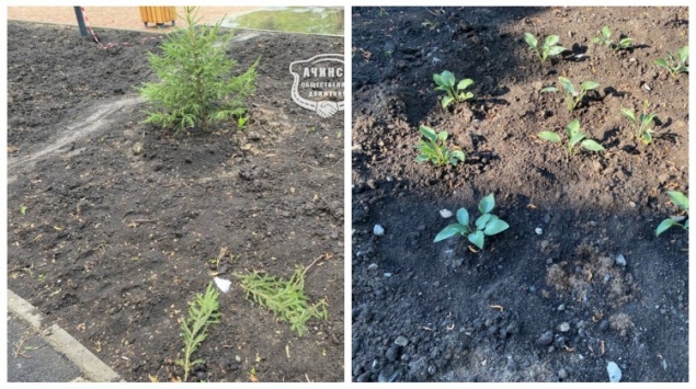 В Ачинске «зеленые» вандалы повадились в новый сквер 6 микрорайона