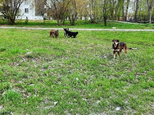 Александр Токарев: «Ситуация с отловом безнадзорных животных в Ачинске должна в корне измениться»