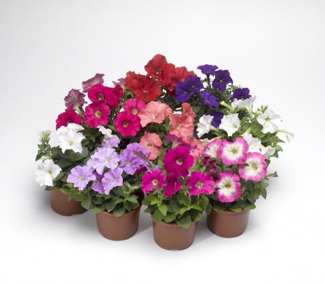 Как вырастить петунию: подробный гид для садоводов