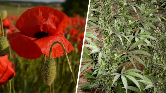 Сотрудники полиции Ачинска проводят второй этап операции «Мак – 2021»