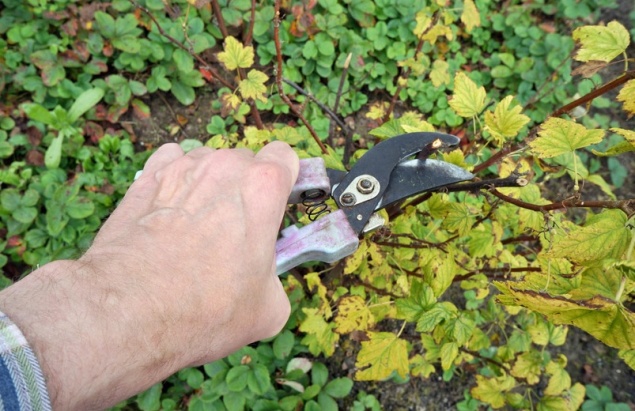 Как обрезать старый куст черной смородины, чтобы его омолодить