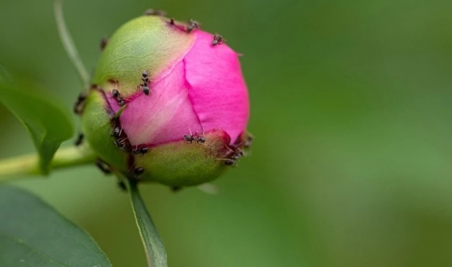 Как избавиться от муравьев на пионах: 5 эффективных способов