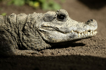 Полиция арестовала собирателя галлюциногенных грибов с аллигатором в рюкзаке