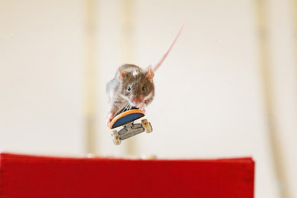 Австралиец научил мышей кататься на скейтбордах