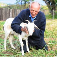 Житель Бразилии решил жениться на козе