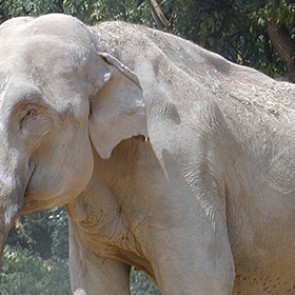 В Таиланде американскую туристку затоптали слоны