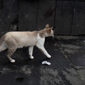 Ветер поднял в воздух компанию британских бездомных кошек