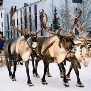 Погонщика оленей сразу после ДТП сбила машина