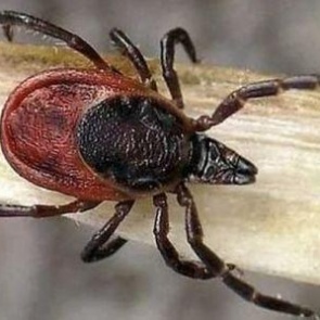 В Ачинске открыли пункт приема клещей для исследований на опасные инфекции