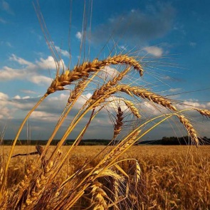 Последние выходные лета будут теплыми