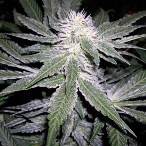 Полицейские Ачинска пресекли незаконный оборот наркотиков в крупном размере