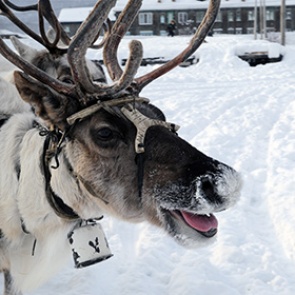 Россиянам предложат тур выходного дня в Арктику