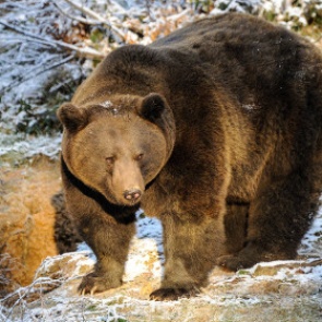 Медведь напал на двоих детей в Приморье