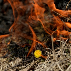 Правительство России запретило выжигать сухую траву