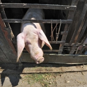 Россельхознадзор ограничит ввоз украинской свинины