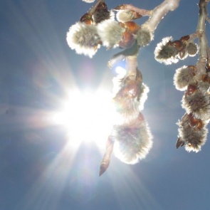 По-весеннему теплые выходные ждут ачинцев