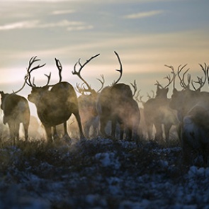 В якутской тундре расстреляли стадо оленей