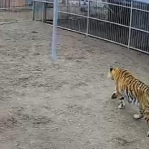 В барнаульском зоопарке тигр напал на школьницу