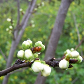 Последняя неделя апреля в Ачинске закончится дождями и прохладой