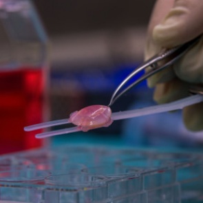 В России научились выращивать сетчатку глаза из перепрограммированных клеток