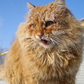 СМИ: Дарить детям котят хотят запретить в России