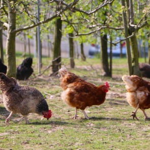 На Шушенской птицефабрике начата процедура банкротства
