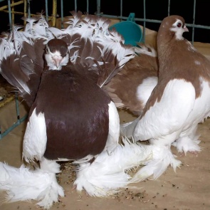 В ачинском  Дворце культуры состоится выставка голубей