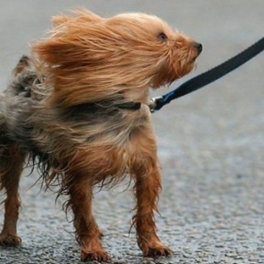 20 апреля на Ачинск обрушится сильный ветер