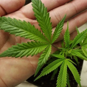 В рамках первого этапа операции «Мак» полицейские изъяли из незаконного оборота более 1 кг наркотиков