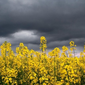 Синоптики предсказали прохладную пасмурную погоду на всю неделю