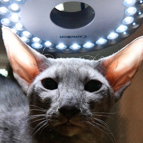 Россиян обяжут платно регистрировать кошек и собак