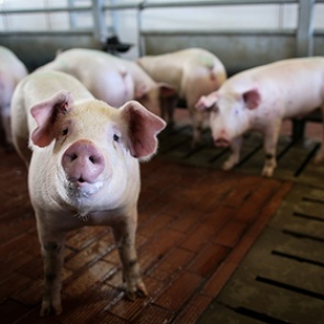Москва объяснила санкции против живых свиней