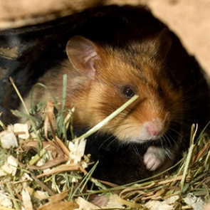 Найдена грабившая квартиры с помощью хомяка девочка