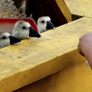 В Приморье посетители зоопарка напали на животных