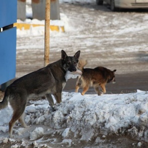 Госдума ужесточила наказание за издевательства над животными